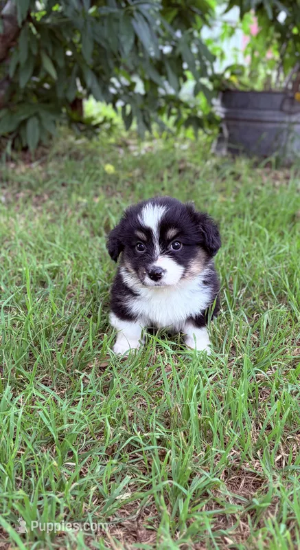 Corgi – Pembroke Welsh Corgi puppy for sale in Waco, TX