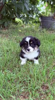 Corgi, a male Pembroke Welsh Corgi for sale in Waco, TX – 1 of 1