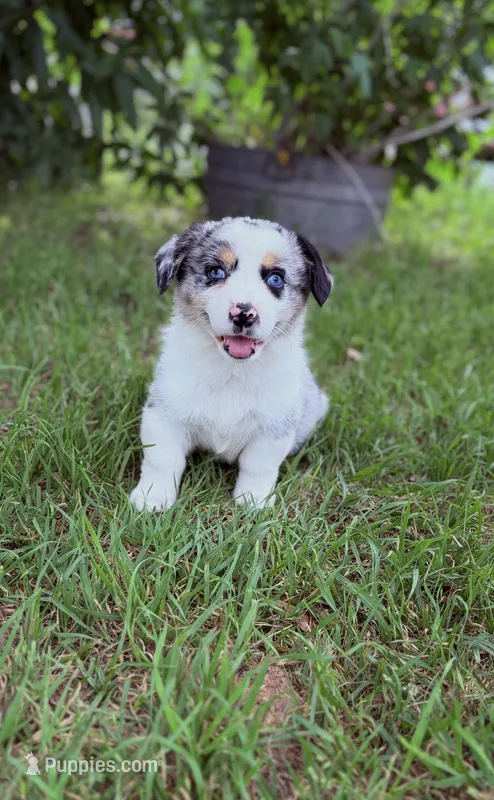 Corgi – Pembroke Welsh Corgi puppy for sale in Waco, TX