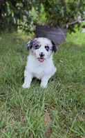 Corgi, a male Pembroke Welsh Corgi for sale in Waco, TX – 1 of 1