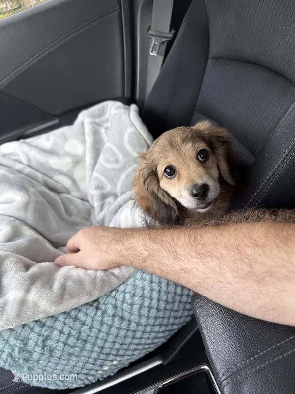 Tyler – Miniature Dachshund puppy for sale in Miami, FL