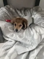 Tyler, a male Miniature Dachshund for sale in Miami, FL – 5 of 9