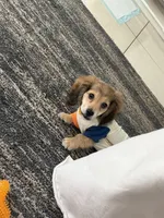 Tyler, a male Miniature Dachshund for sale in Miami, FL – 7 of 9