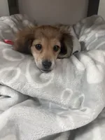 Tyler, a male Miniature Dachshund for sale in Miami, FL – 6 of 9