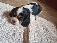 Tazer, a male Cavalier King Charles Spaniel for sale in Mountain Lake, MN – 3 of 3