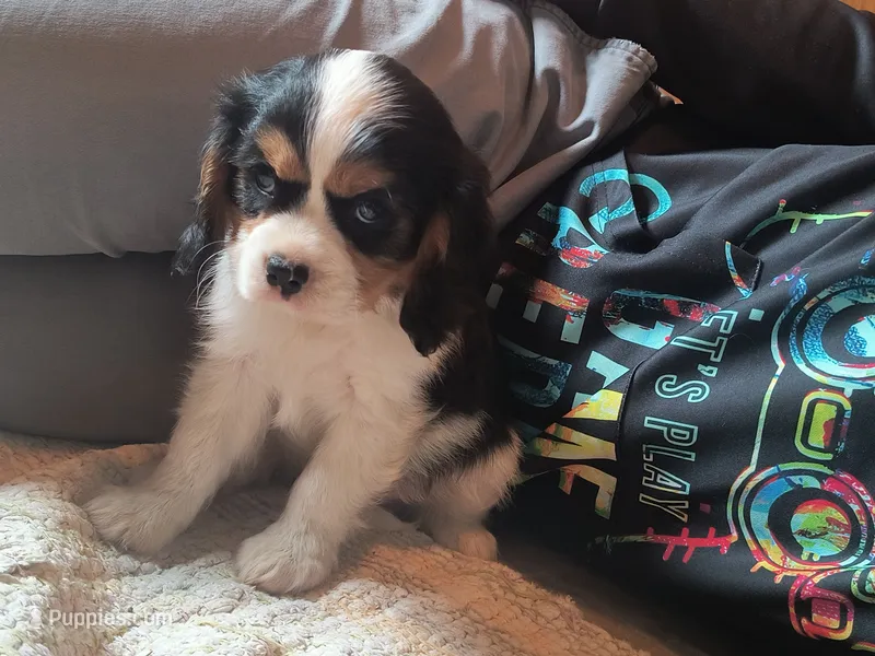Tazer – Cavalier King Charles Spaniel puppy for sale in Mountain Lake, MN