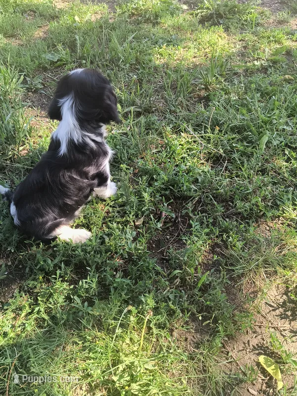 Delilah – Cavalier King Charles Spaniel puppy for sale in Mountain Lake, MN