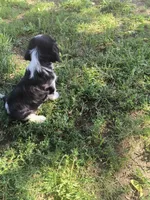 Delilah, a female Cavalier King Charles Spaniel for sale in Mountain Lake, MN – 1 of 3