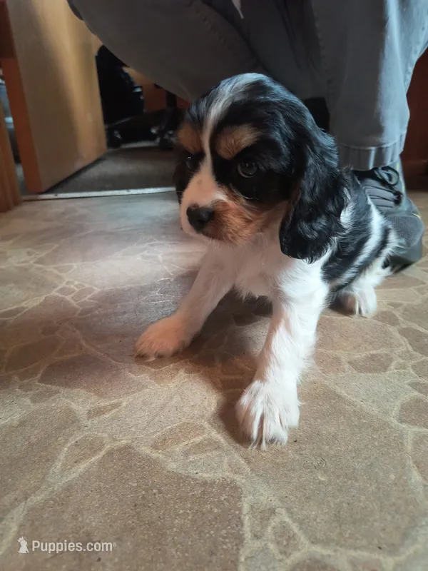 Toffee – Cavalier King Charles Spaniel puppy for sale in Mountain Lake, MN