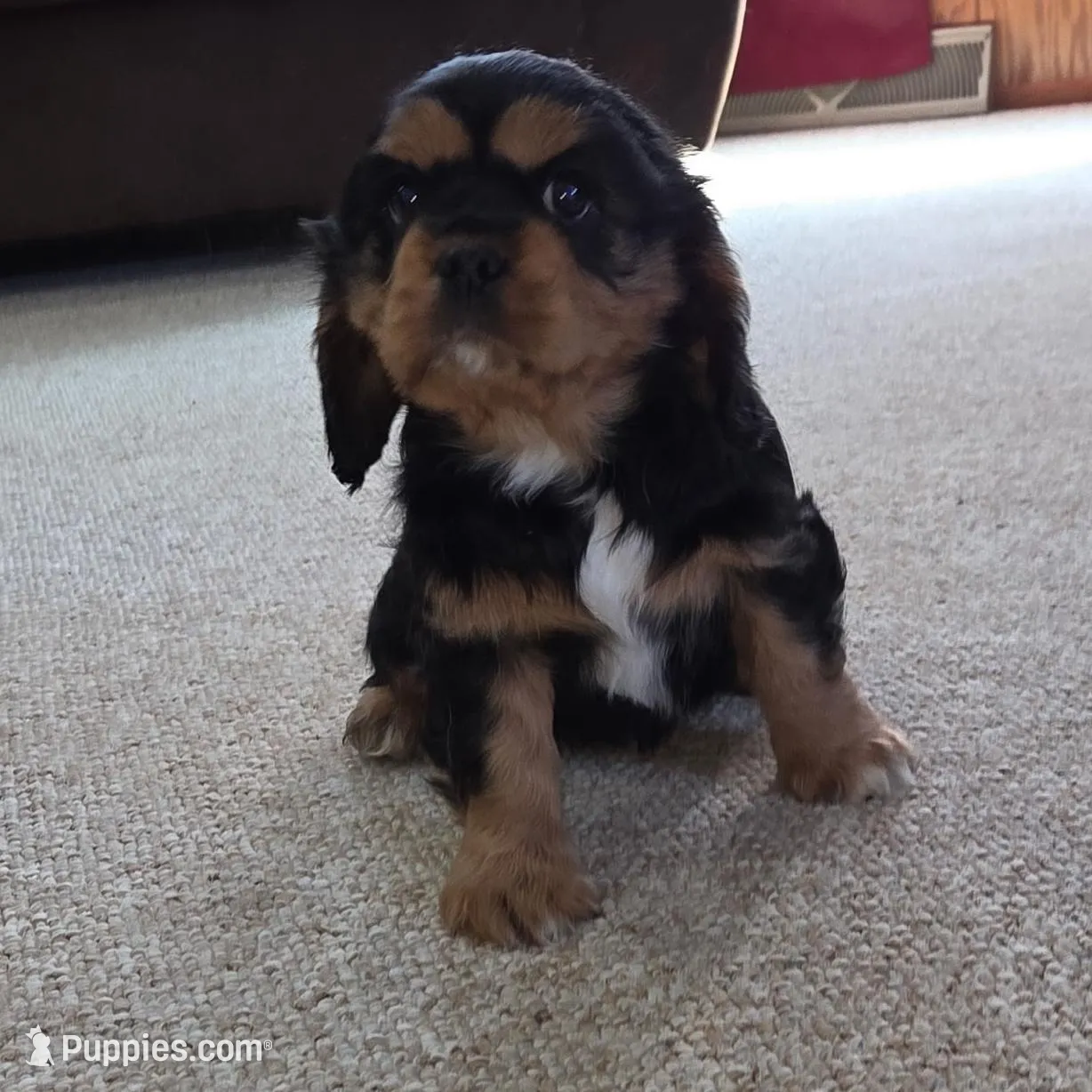 Lewis – Cavalier King Charles Spaniel puppy for sale in Mountain Lake, MN