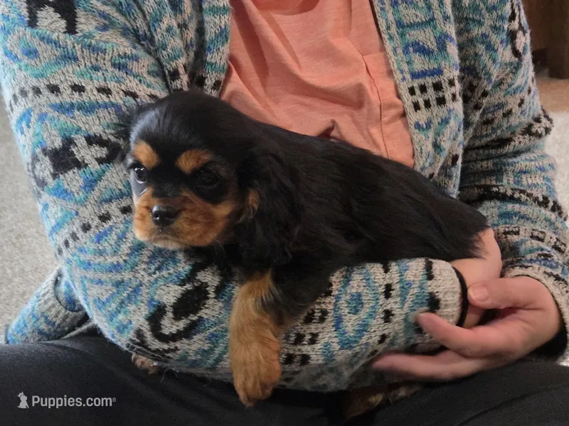 Lewis – Cavalier King Charles Spaniel puppy for sale in Mountain Lake, MN