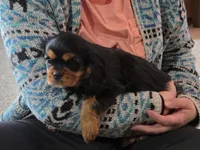 Lewis, a male Cavalier King Charles Spaniel for sale in Mountain Lake, MN – Photo 1 of 3
