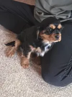 Lewis, a male Cavalier King Charles Spaniel for sale in Mountain Lake, MN – Photo 2 of 3