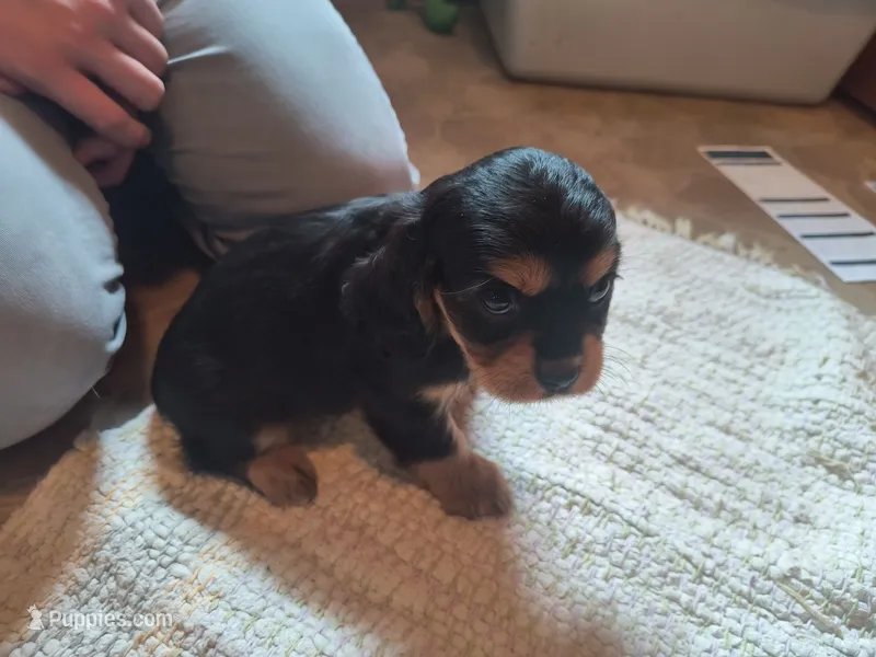 Trixi – Cavalier King Charles Spaniel puppy for sale in Mountain Lake, MN