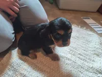 Trixi, a female Cavalier King Charles Spaniel for sale in Mountain Lake, MN – 1 of 3