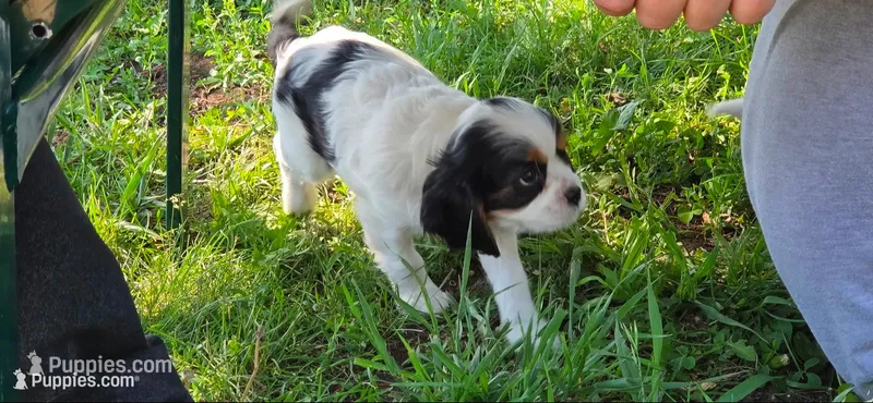 Daisy – Cavalier King Charles Spaniel puppy for sale in Mountain Lake, MN