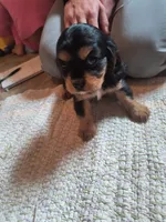 Trixi, a female Cavalier King Charles Spaniel for sale in Mountain Lake, MN – 2 of 3