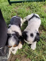 Daisy, a female Cavalier King Charles Spaniel for sale in Mountain Lake, MN – 2 of 3