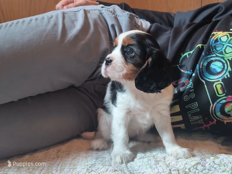 Tootise – Cavalier King Charles Spaniel puppy for sale in Mountain Lake, MN