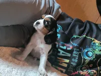 Tabby, a female Cavalier King Charles Spaniel for sale in Mountain Lake, MN – 3 of 3