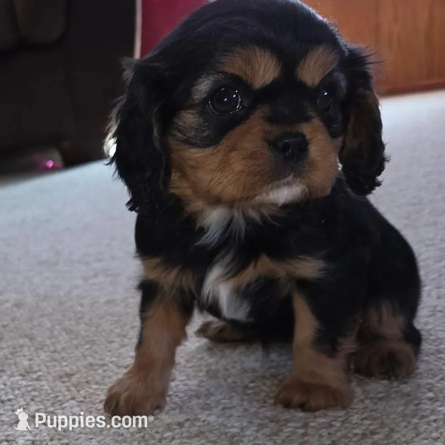 Lulu, a female Cavalier King Charles Spaniel for sale in Mountain Lake, MN – Photo 1 of 1