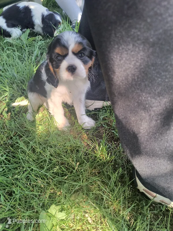 Darla – Cavalier King Charles Spaniel puppy for sale in Mountain Lake, MN