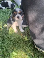 Darla, a female Cavalier King Charles Spaniel for sale in Mountain Lake, MN – 1 of 2
