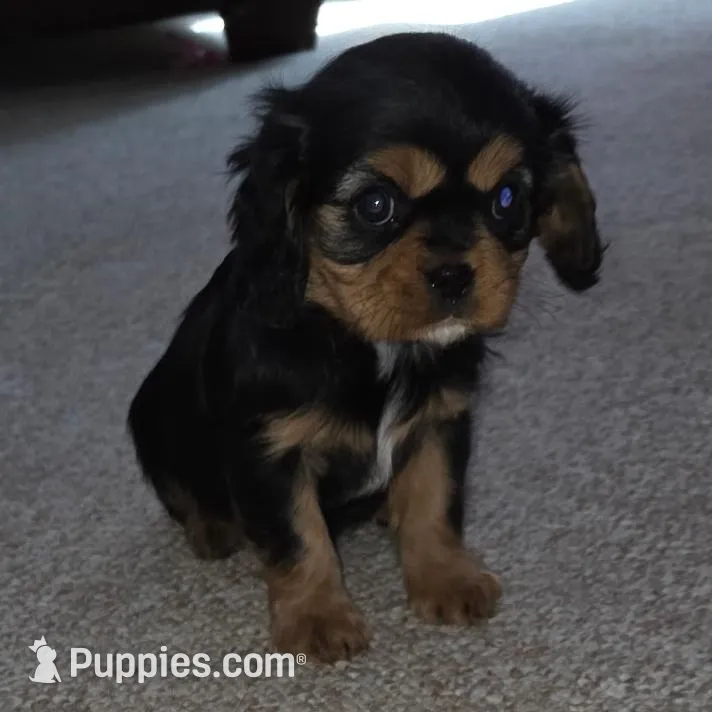 Lucy, a female Cavalier King Charles Spaniel for sale in Mountain Lake, MN – Photo 1 of 1