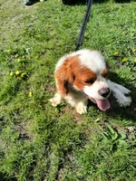 Carter , a male Cavalier King Charles Spaniel for sale in Mountain Lake, MN – 2 of 5