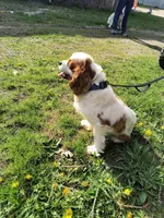 Carter , a male Cavalier King Charles Spaniel for sale in Mountain Lake, MN – 3 of 5