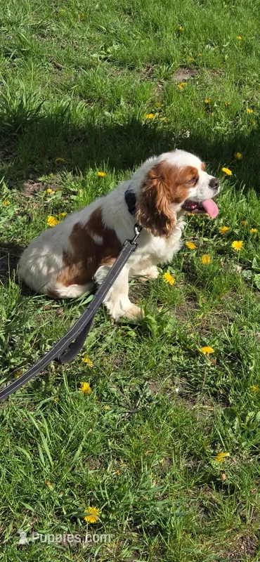 Carter , a male Cavalier King Charles Spaniel for sale in Mountain Lake, MN – 1 of 5