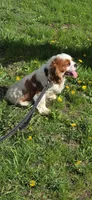 Carter , a male Cavalier King Charles Spaniel for sale in Mountain Lake, MN – 1 of 5
