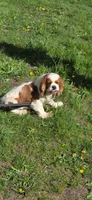 Carter , a male Cavalier King Charles Spaniel for sale in Mountain Lake, MN – 5 of 5