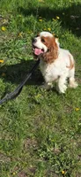 Carter , a male Cavalier King Charles Spaniel for sale in Mountain Lake, MN – 4 of 5