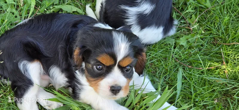 Debbie – Cavalier King Charles Spaniel puppy for sale in Mountain Lake, MN