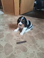 Toffee, a female Cavalier King Charles Spaniel for sale in Mountain Lake, MN – 3 of 3