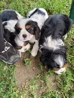 Delilah, a female Cavalier King Charles Spaniel for sale in Mountain Lake, MN – 2 of 3