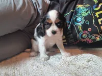 Tootise, a female Cavalier King Charles Spaniel for sale in Mountain Lake, MN – 2 of 3