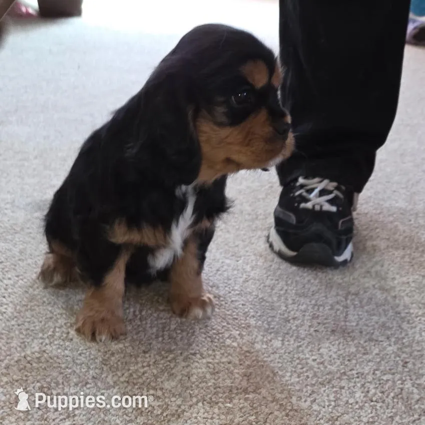 LeRoy – Cavalier King Charles Spaniel puppy for sale in Mountain Lake, MN