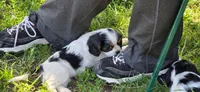 Daisy, a female Cavalier King Charles Spaniel for sale in Mountain Lake, MN – 3 of 3