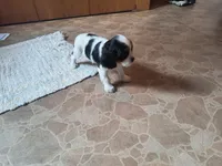 Tootise, a female Cavalier King Charles Spaniel for sale in Mountain Lake, MN – 3 of 3