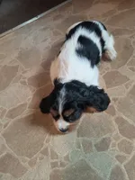 Toffee, a female Cavalier King Charles Spaniel for sale in Mountain Lake, MN – 2 of 3