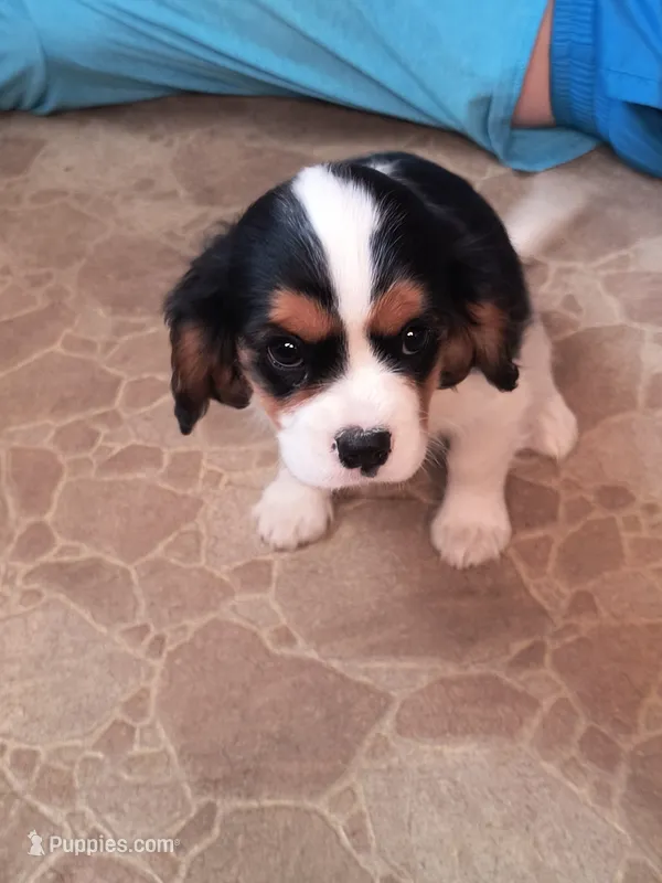 Tazer – Cavalier King Charles Spaniel puppy for sale in Mountain Lake, MN
