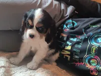 Tazer, a male Cavalier King Charles Spaniel for sale in Mountain Lake, MN – 2 of 3