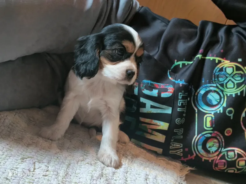 Tabby – Cavalier King Charles Spaniel puppy for sale in Mountain Lake, MN