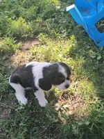 Darla, a female Cavalier King Charles Spaniel for sale in Mountain Lake, MN – 2 of 2