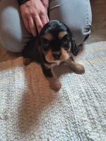 Trixi, a female Cavalier King Charles Spaniel for sale in Mountain Lake, MN – 3 of 3