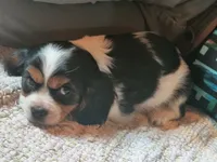 Tabby, a female Cavalier King Charles Spaniel for sale in Mountain Lake, MN – 2 of 3
