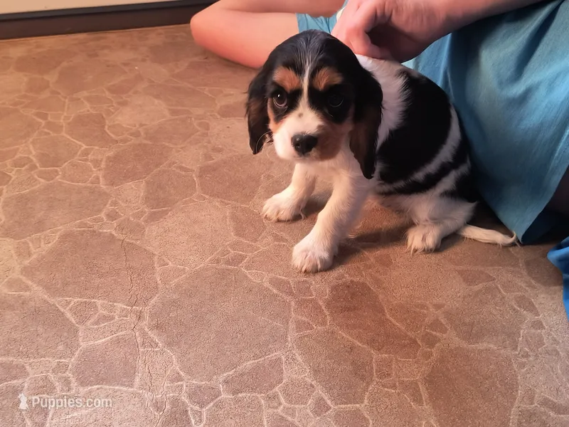 Toffee – Cavalier King Charles Spaniel puppy for sale in Mountain Lake, MN