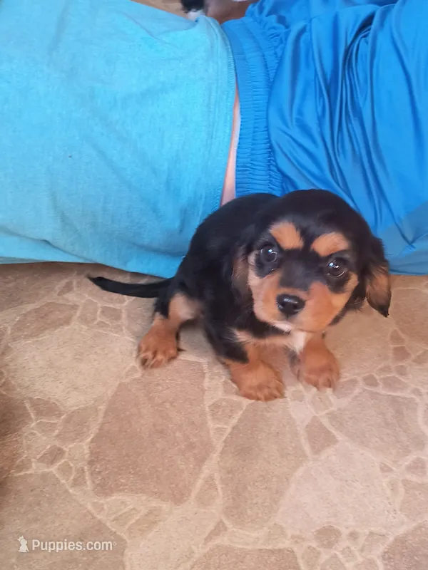 Trixi – Cavalier King Charles Spaniel puppy for sale in Mountain Lake, MN